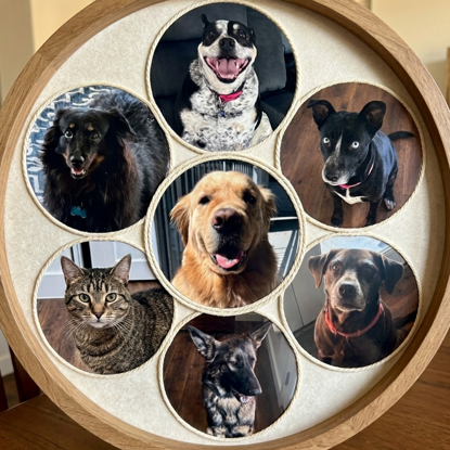 Animals of House Doctors Austin   Photo